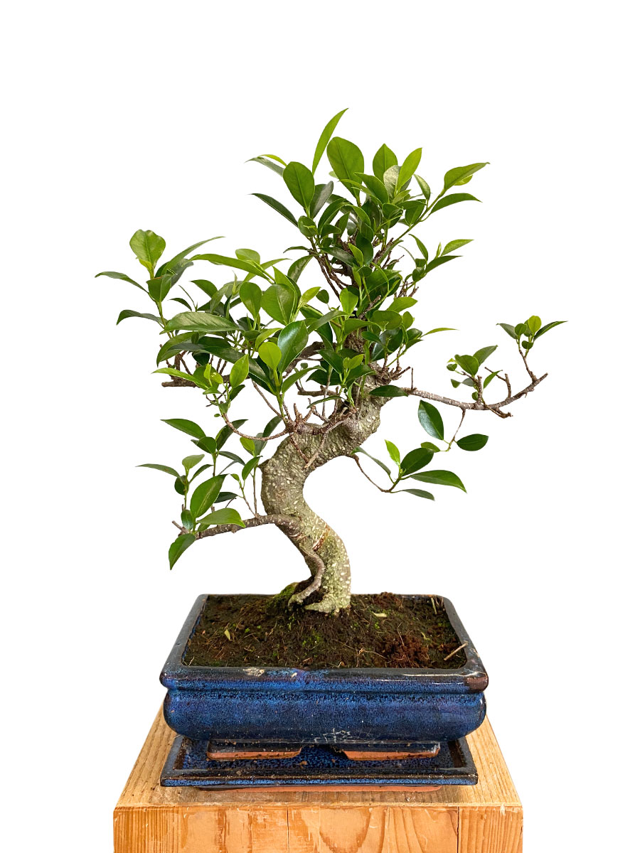 Bonsai Ficus Retusa