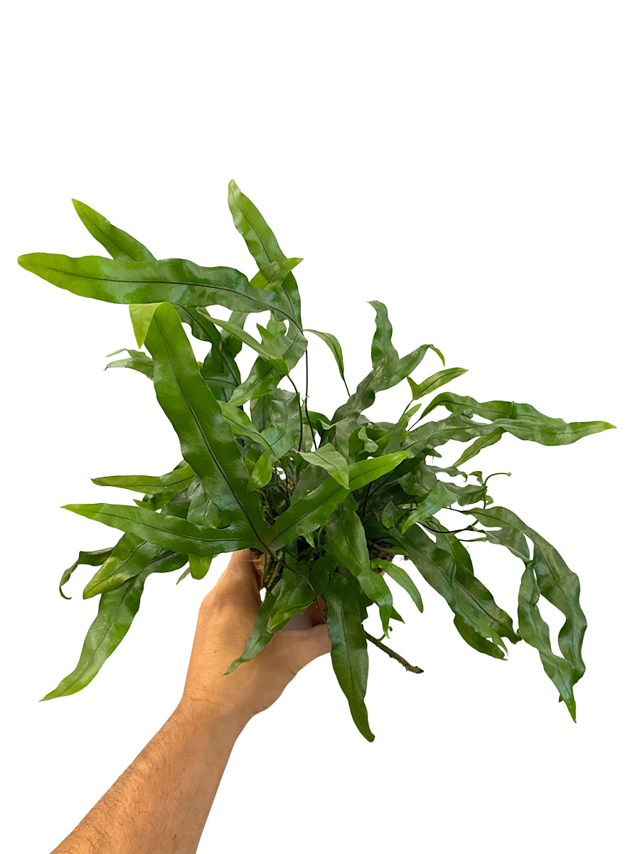 Microsorum Diversifolium