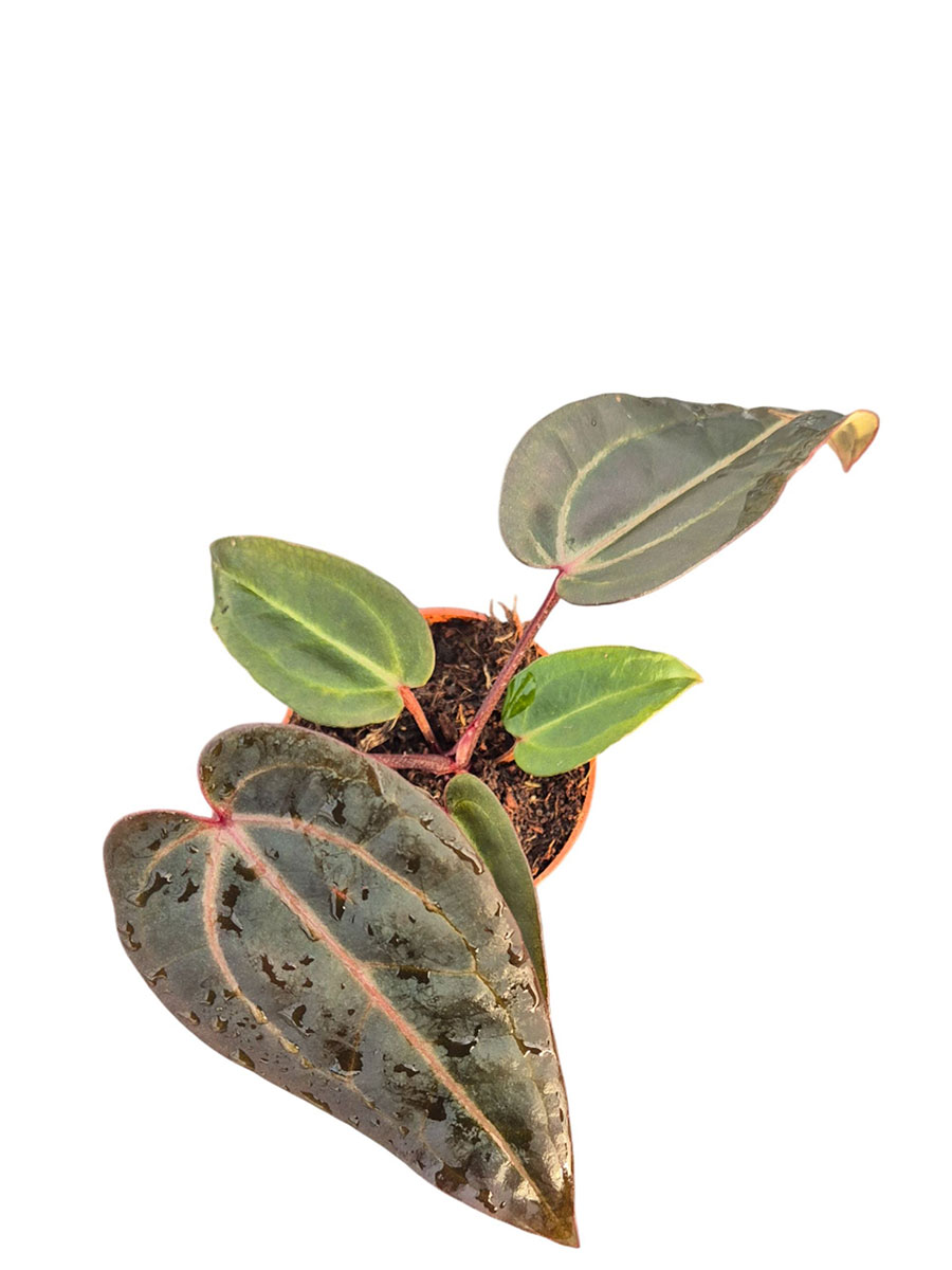 Anthurium DocBlock® Red Velvet Cake®