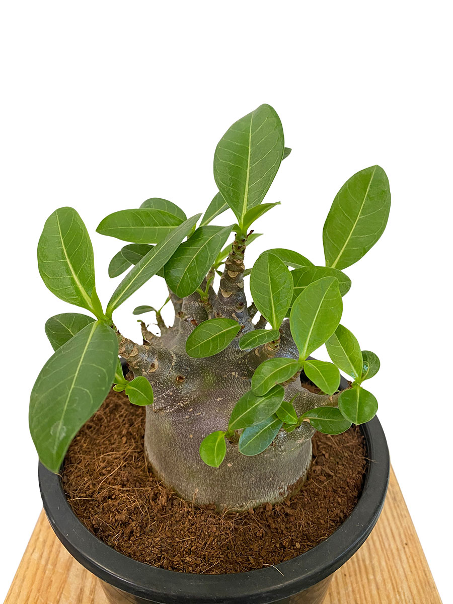 Wüstenrose Adenium Arabicum Baobab