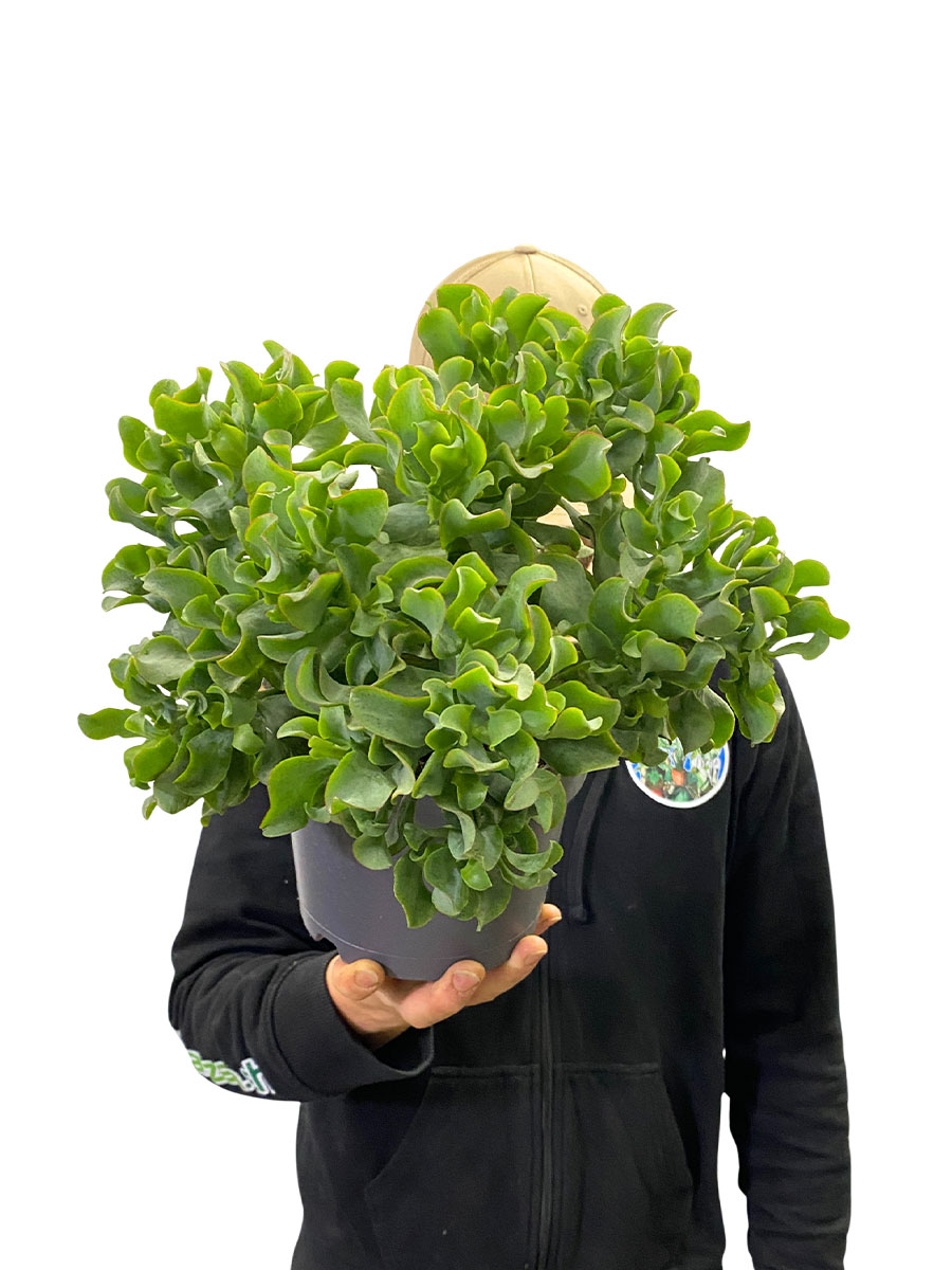 Crassula Arborensis Cristaat