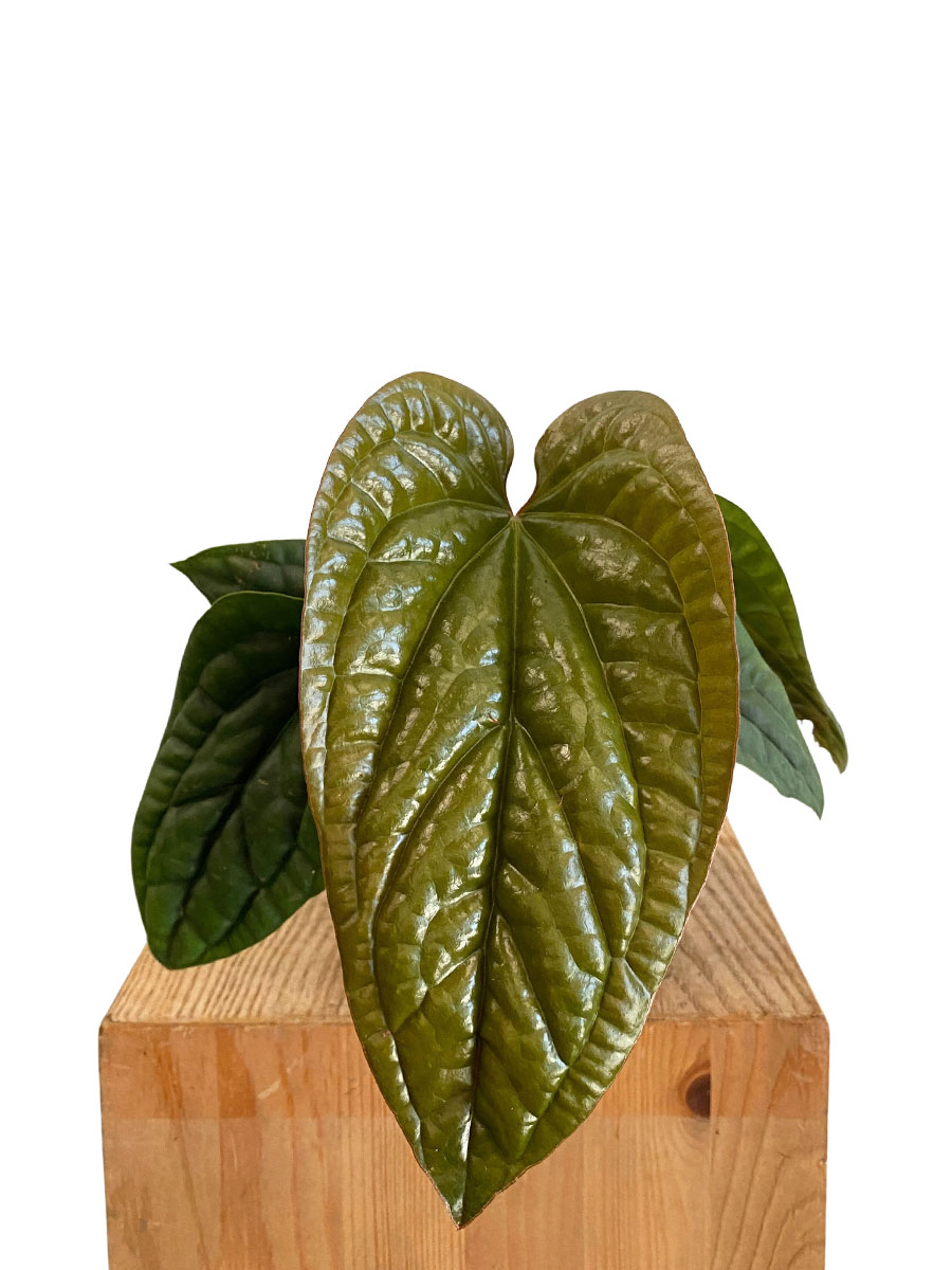 Anthurium Luxurians x Radicans - Ø12 cm