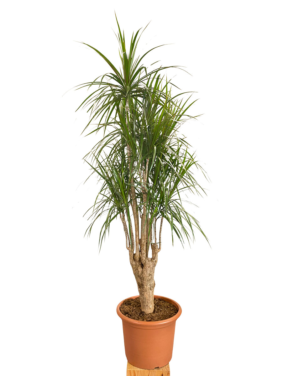 Dracaena Marginata Verzweigt XL