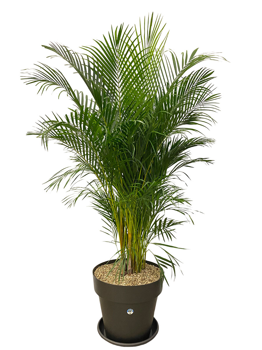 Dypsis Areca Goldfruchtpalme - Gross
