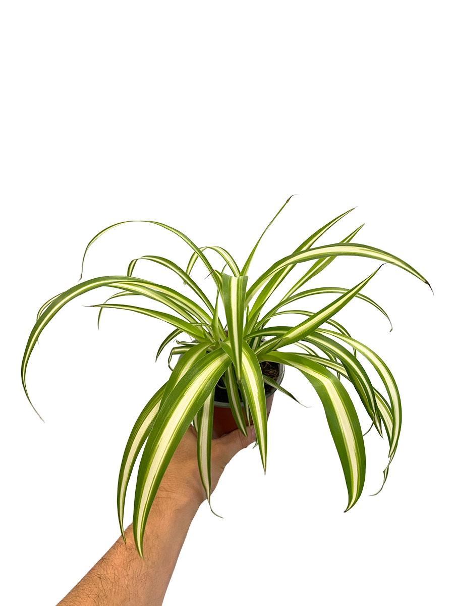 Grünlilie Chlorophytum Variegata