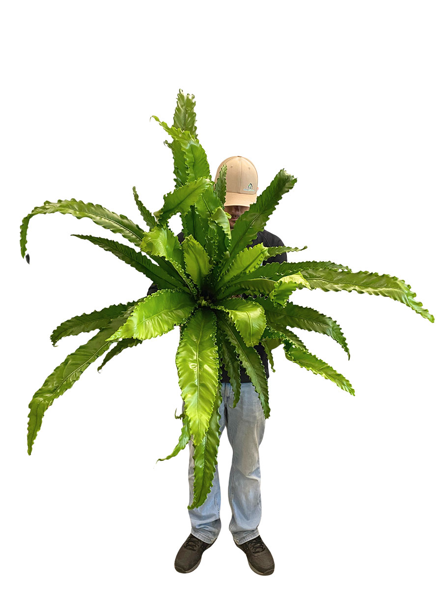 Nestfarn Asplenium Osaka