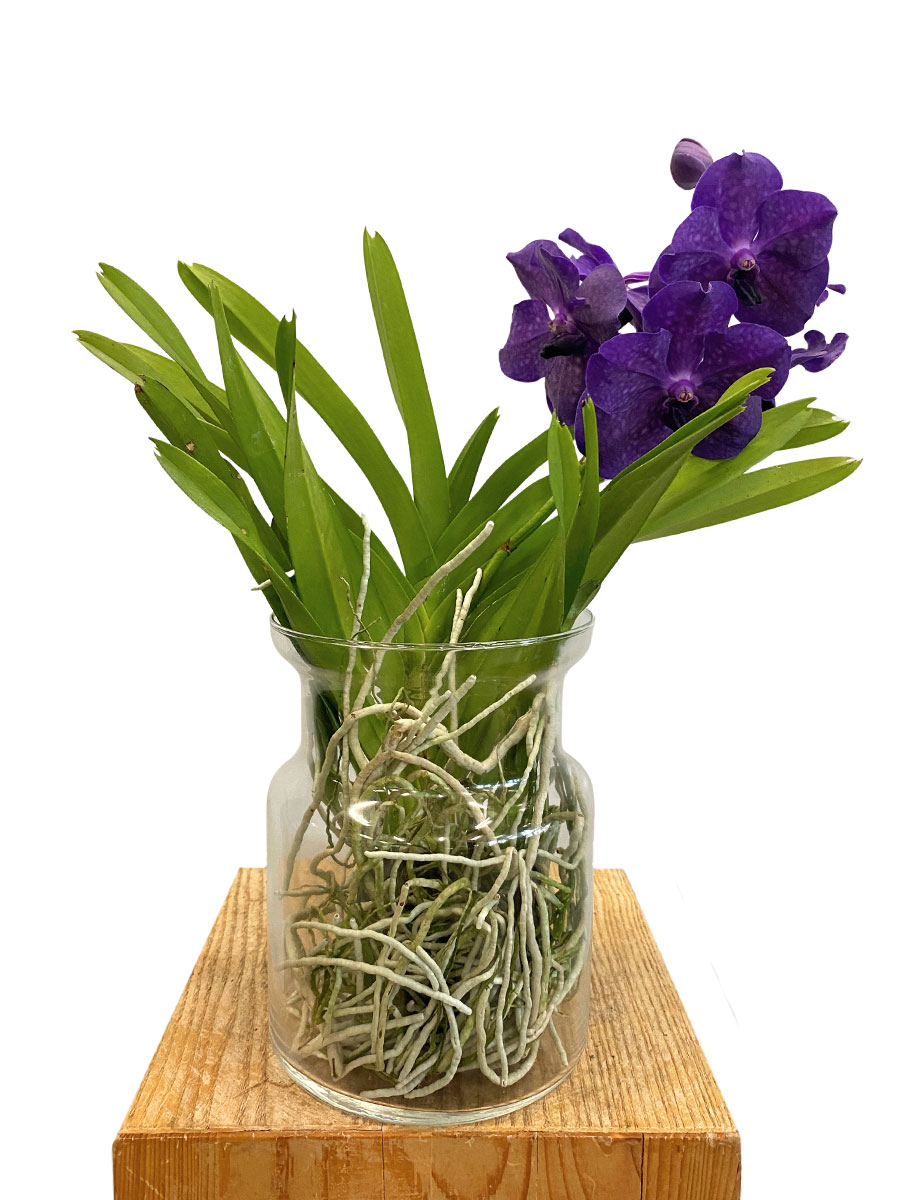 Vanda Bose Orchidee Purple im Glas