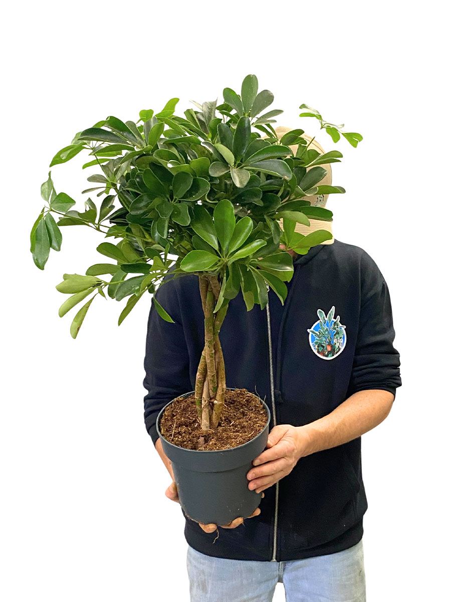 Schefflera Compacta Geflochten