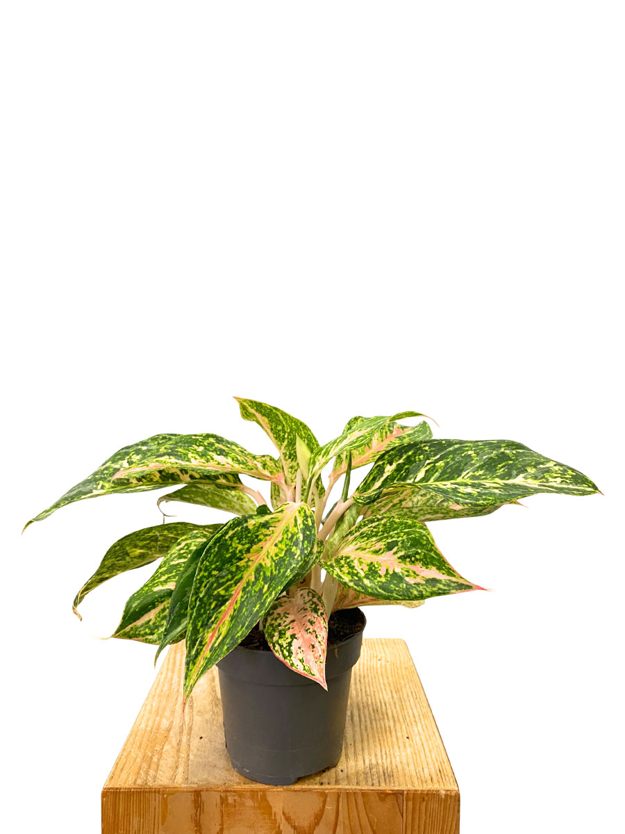 Aglaonema Melon Candy 
