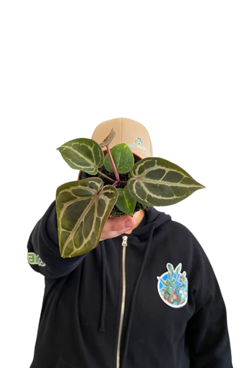 Baby Anthurium Red Crystallinum