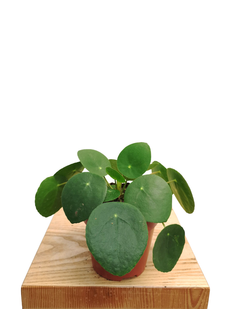 Ufopflanze Pilea Peperomoides