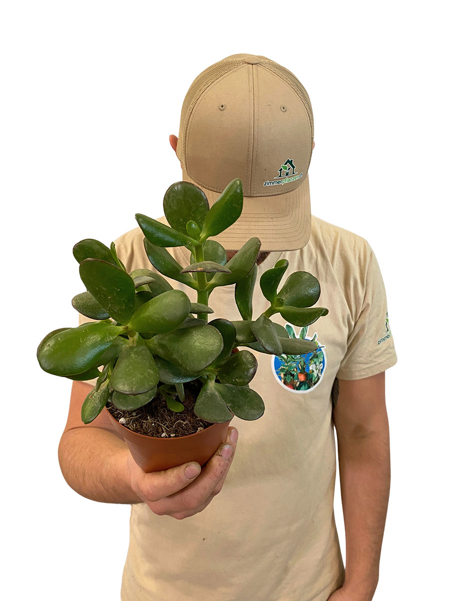 Geldbaum Crassula Ovata