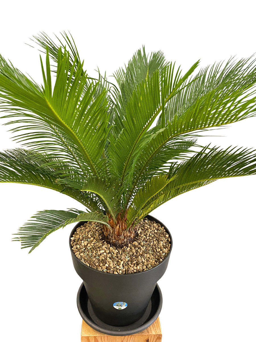 Palmfarn Cycas Revoluta