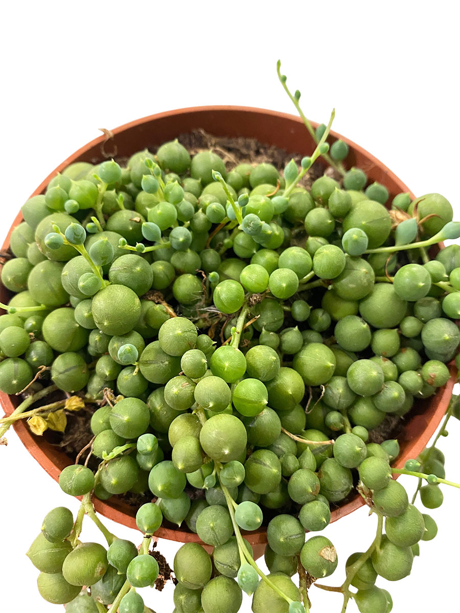 Erbsenpflanze Senecio Rowleyanus