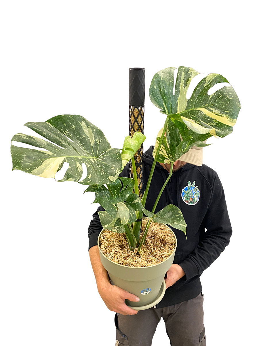 PlantMe Moosstab Midi Set - Schwarz