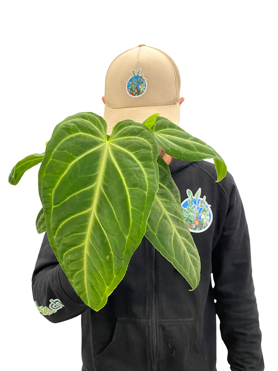 Anthurium Villenaorum