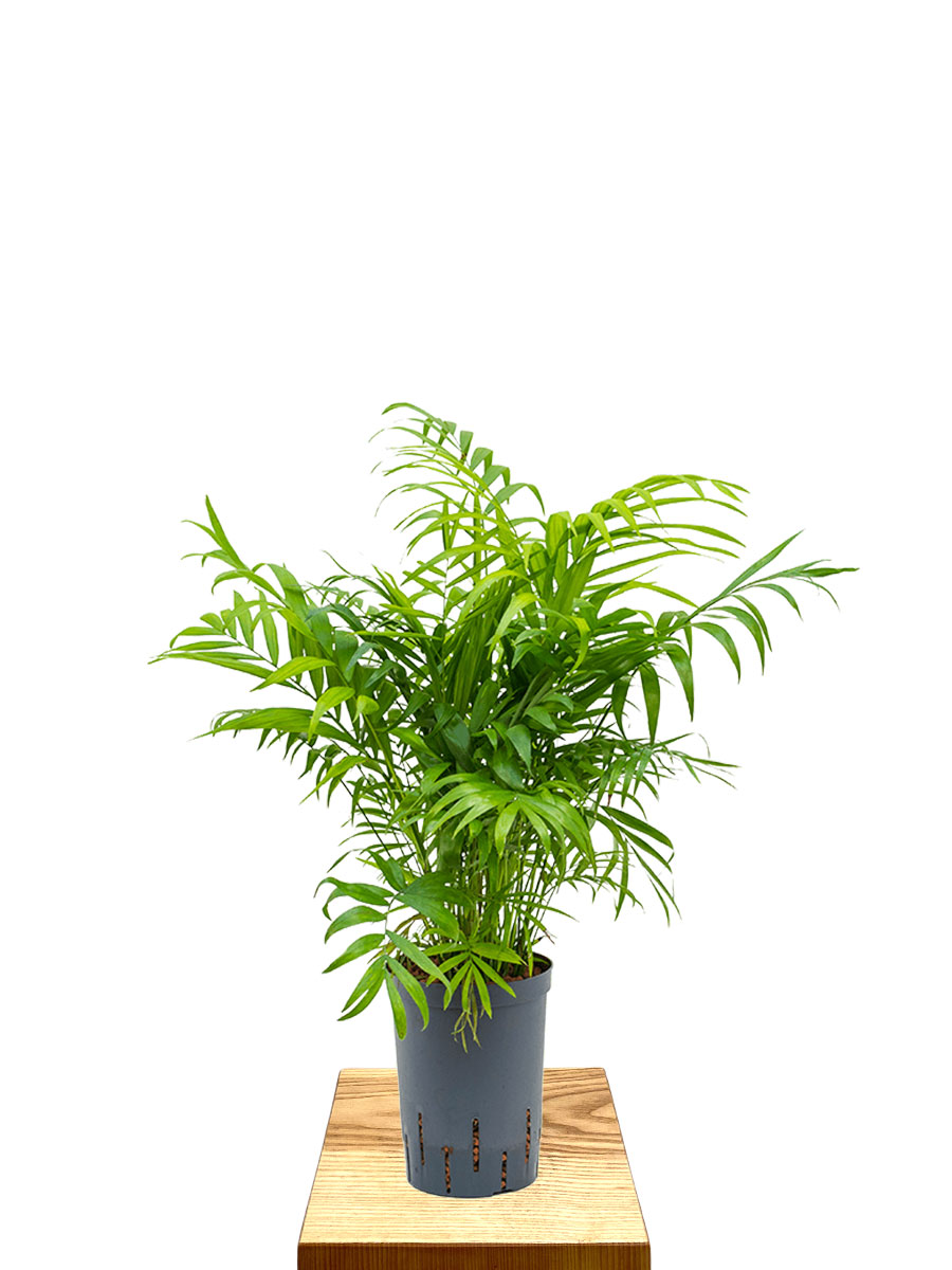 Hydro - Bergpalme Chamaedorea Elegans 