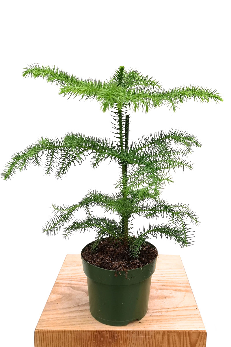 Zimmertanne Araucaria heterophylla