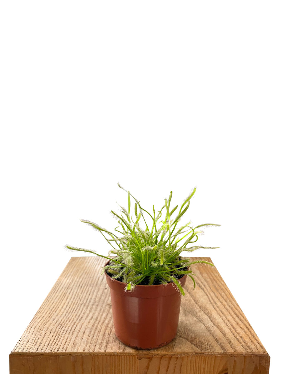 Sonnentau Drosera Capensis