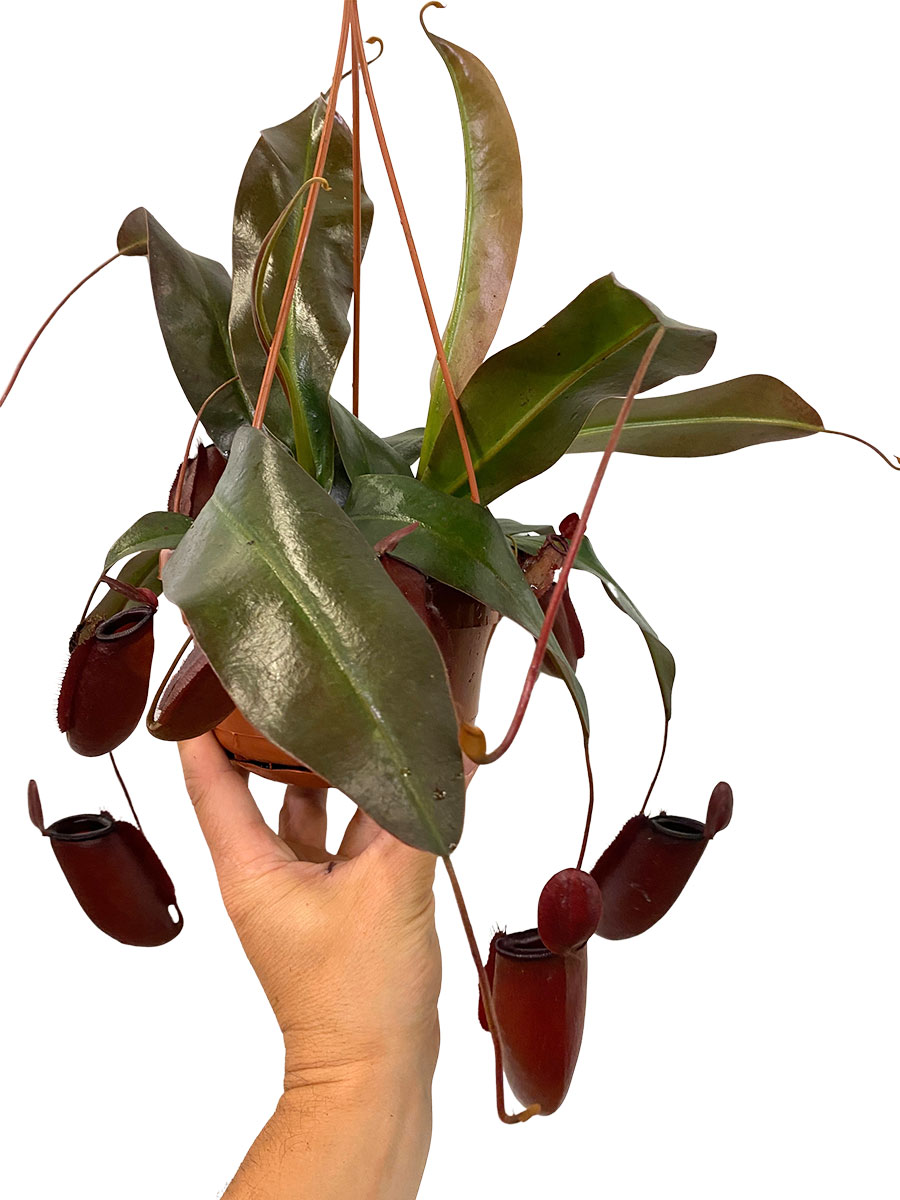 Hänger - Kannenpflanze Nepenthes Dark Secret