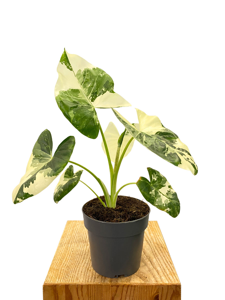 Alocasia Macrorrhiza Variegata