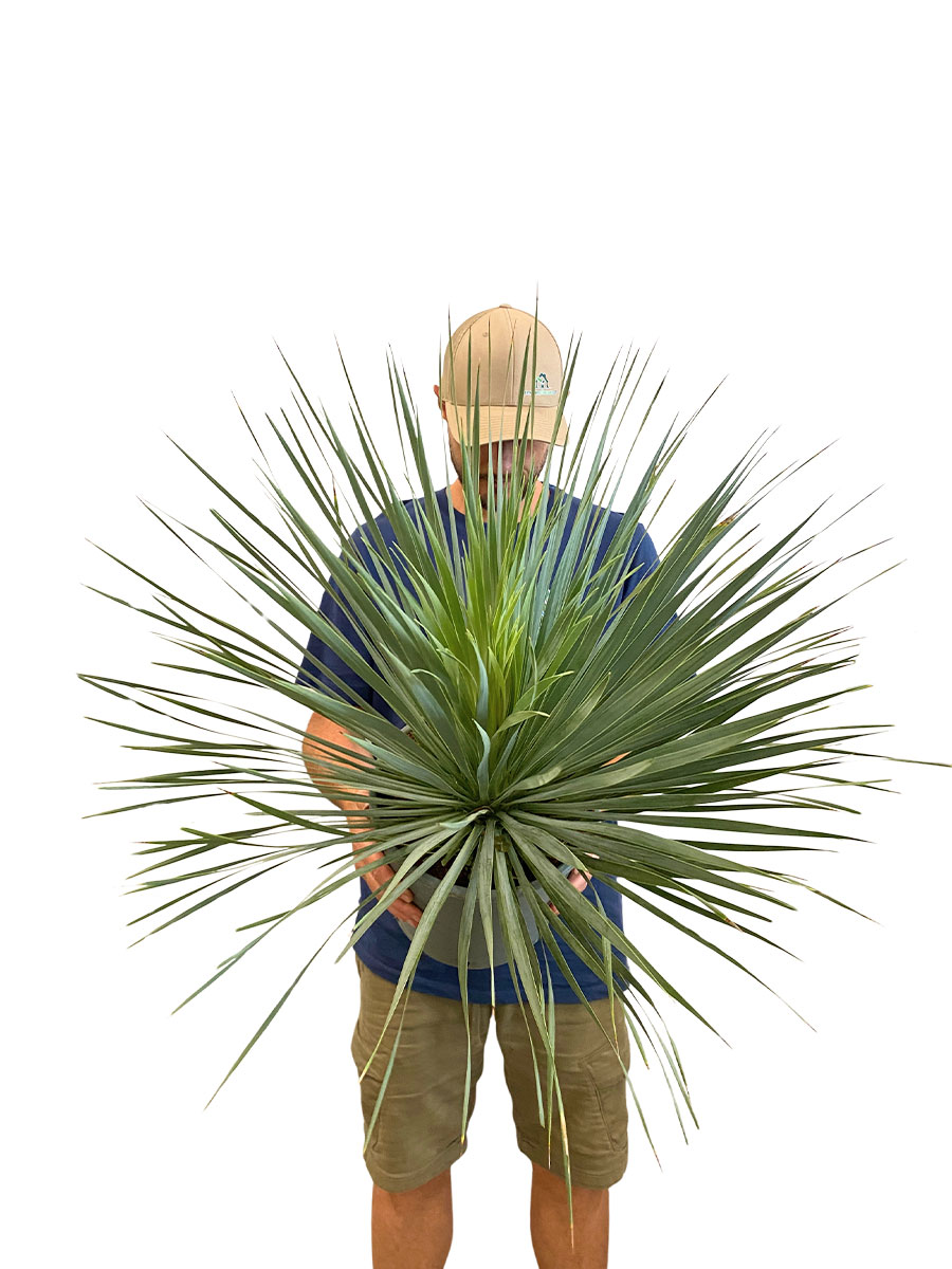 Yucca Rostrata