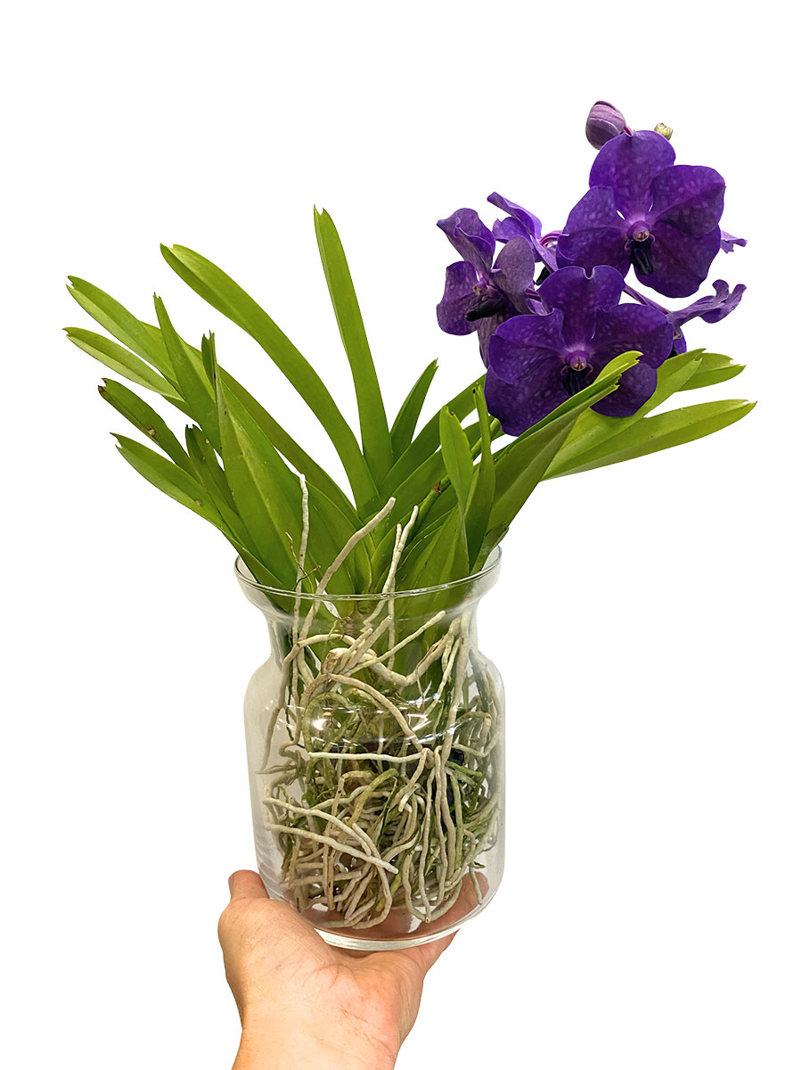 Vanda Bose Orchidee Purple im Glas