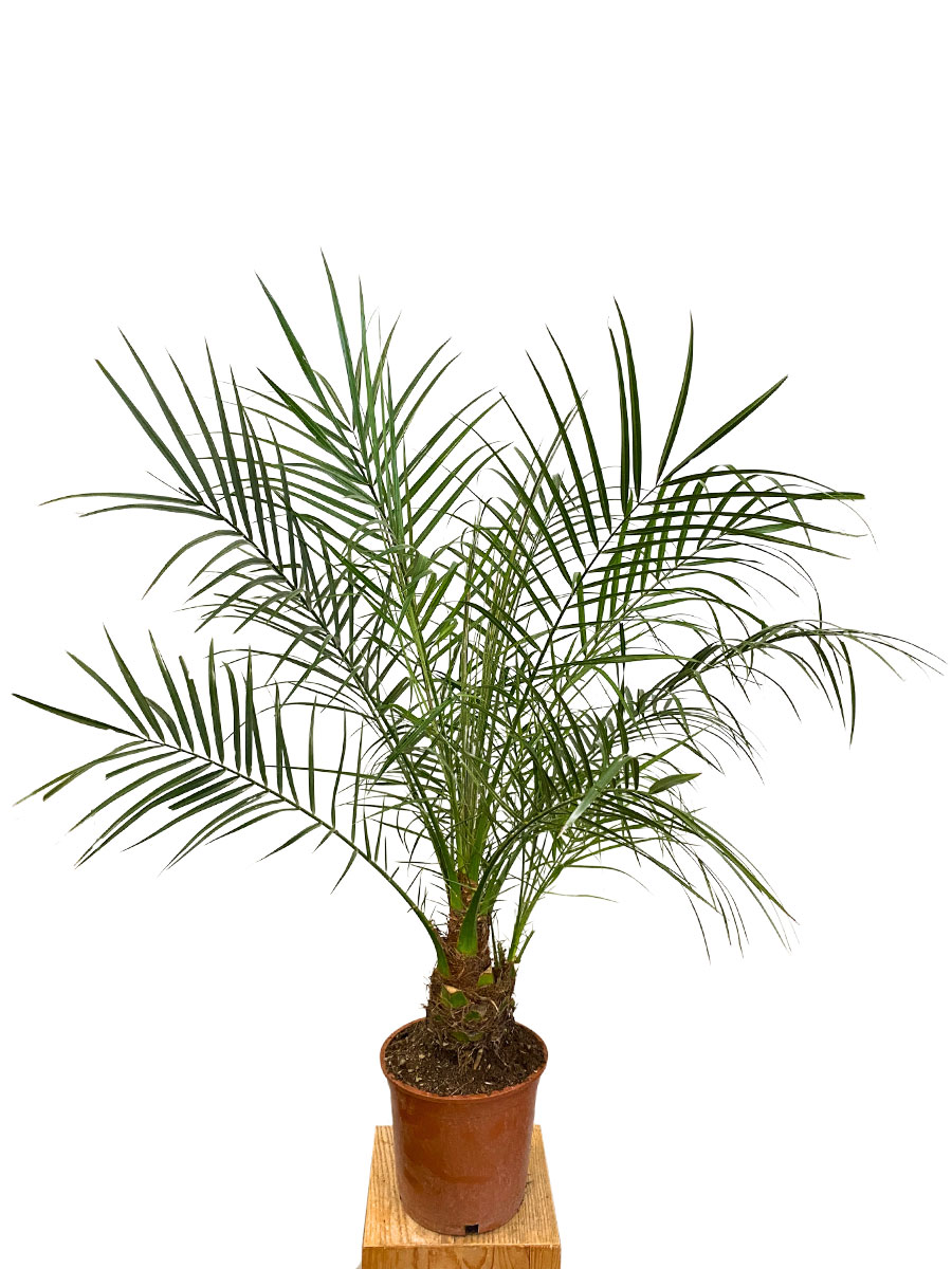 Phoenix Roebelenii - Ø21 cm
