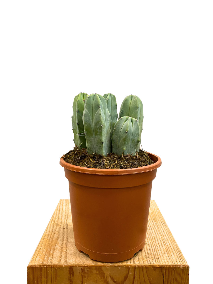 Myrtillocactus Geometrizans XL