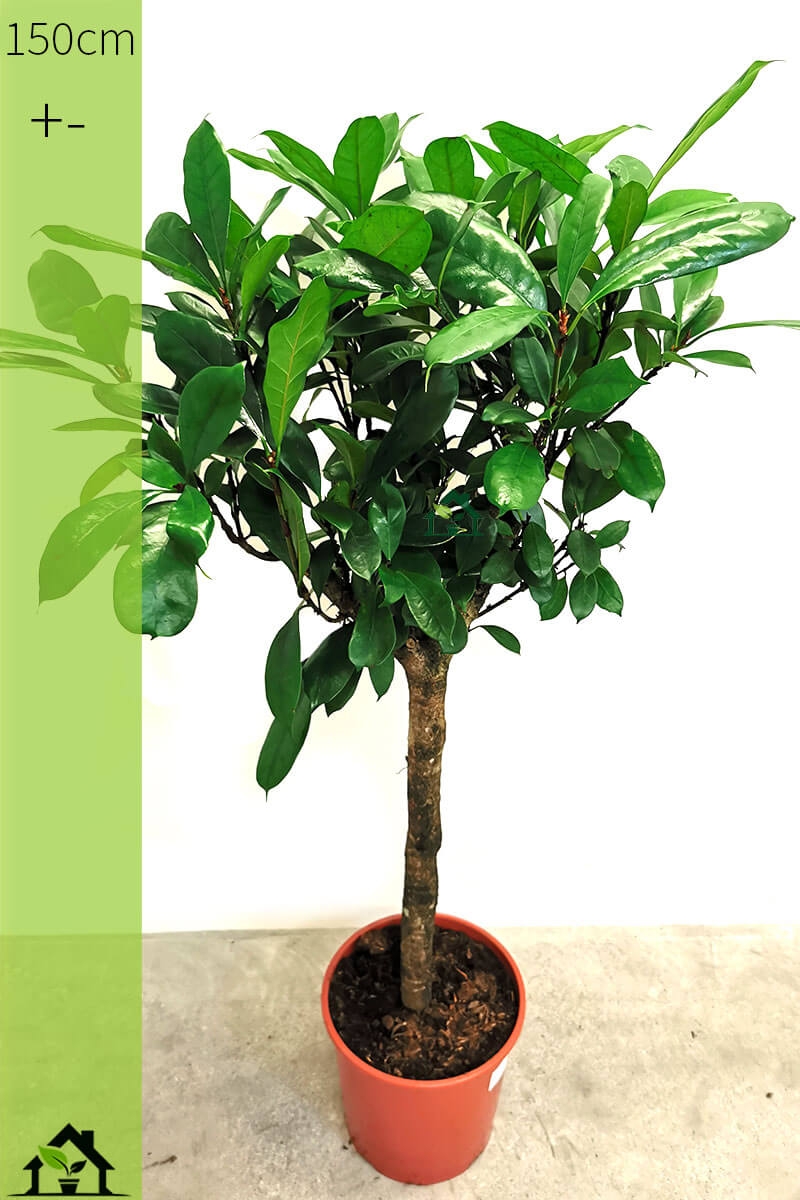 Ficus cyathistipula Zimmerpflanzen online kaufen