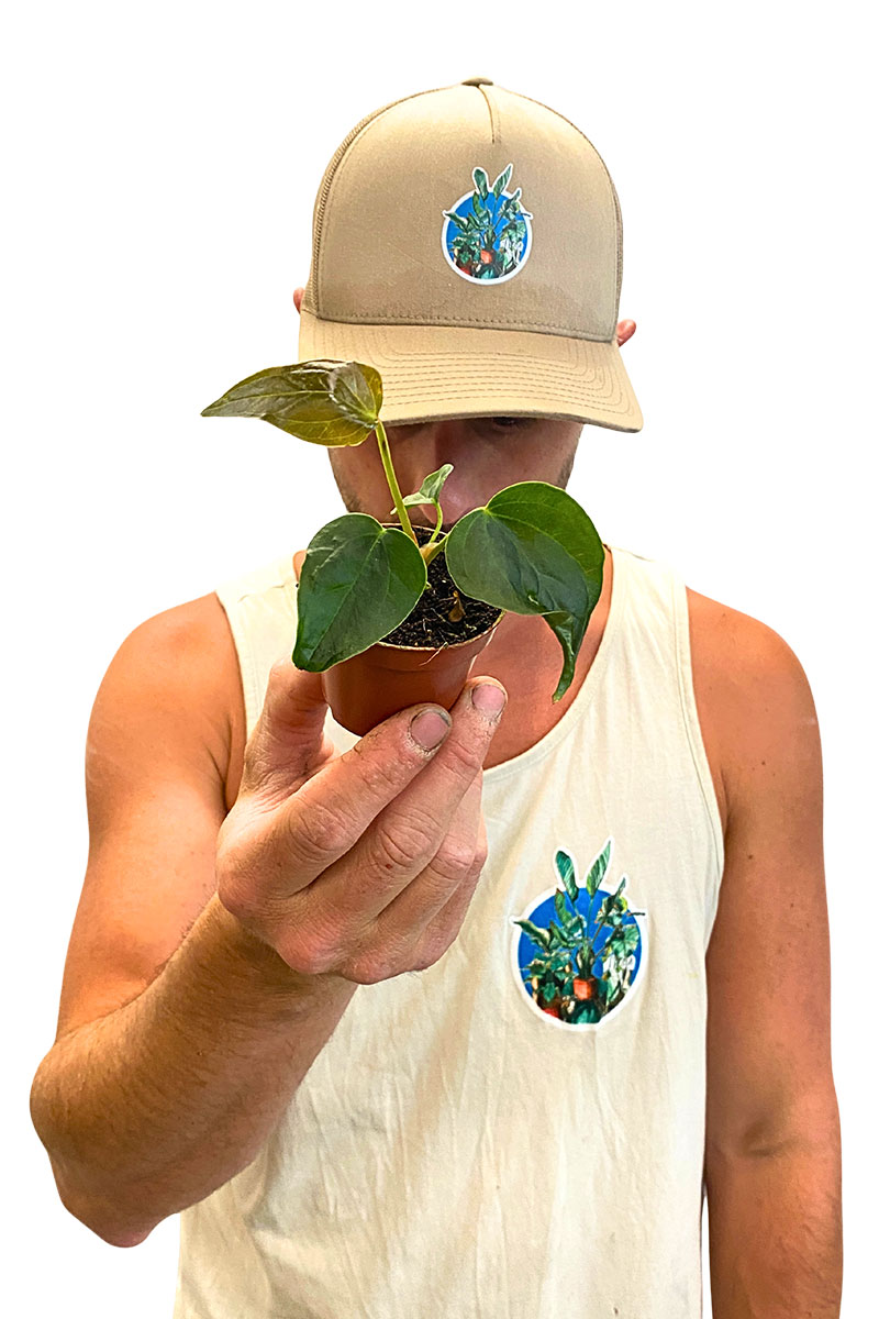 Baby Anthurium Queen of Hearts
