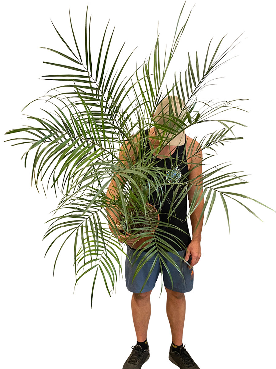 Phoenix Roebelenii