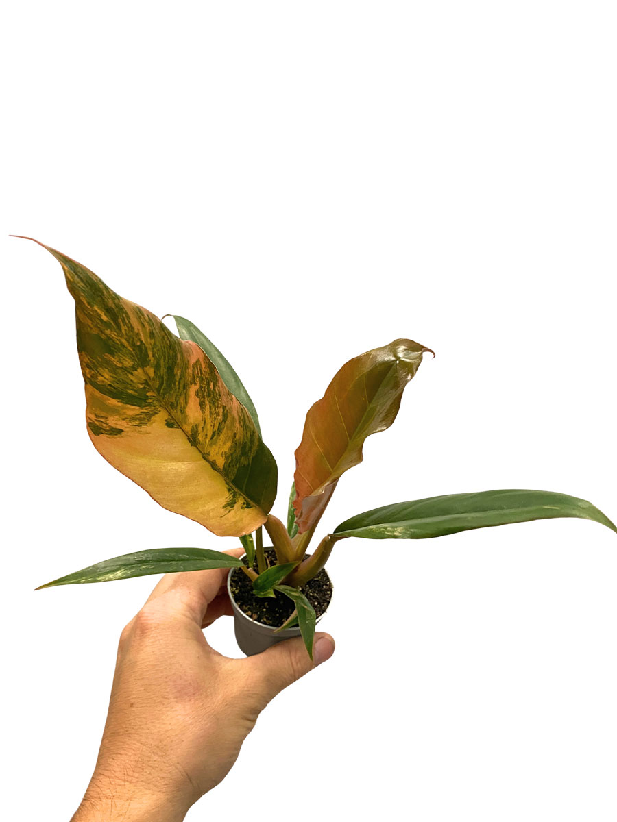 Baby Philodendron Caramel Marble