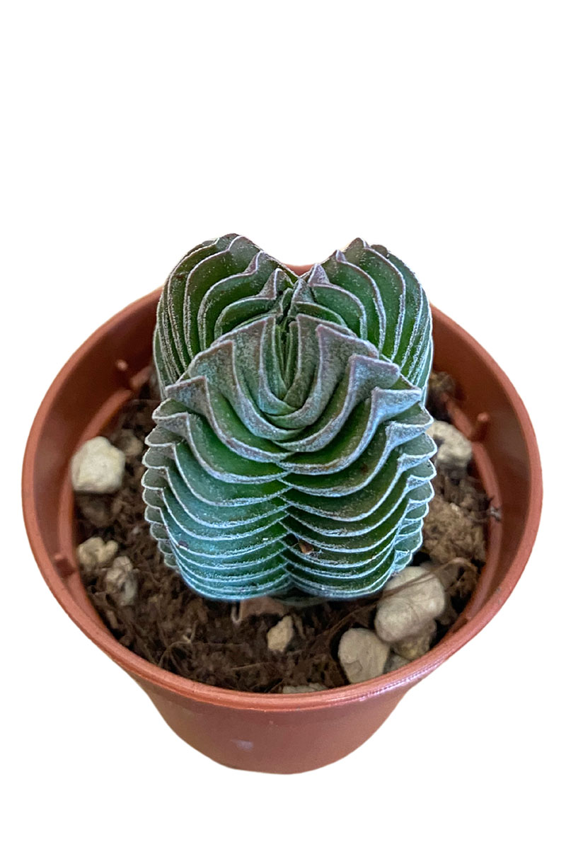 Crassula Buddha's Temple