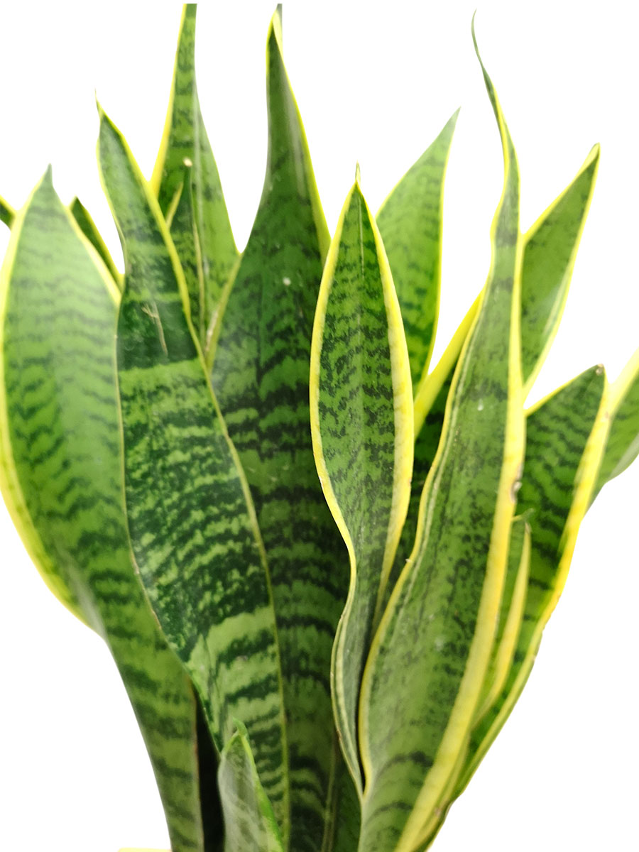 Bogenhanf Sansevieria Laurentii