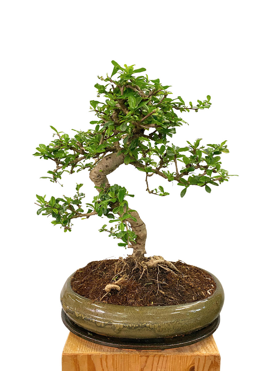 Bonsai Carmona Microphylla - Gross