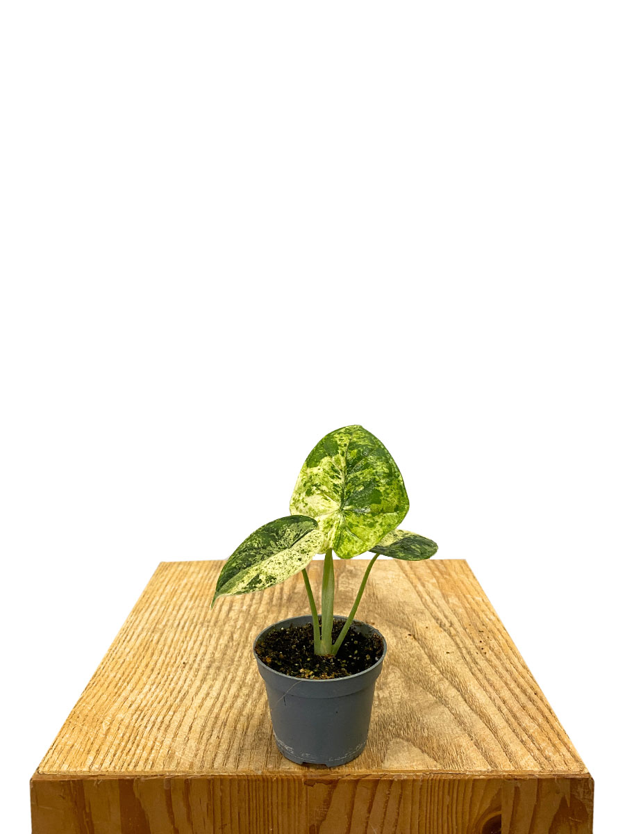 Alocasia Dragon Scale Mint Variegata