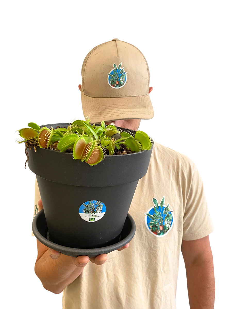 Venusfliegenfalle Dionaea Muscipula - Gross