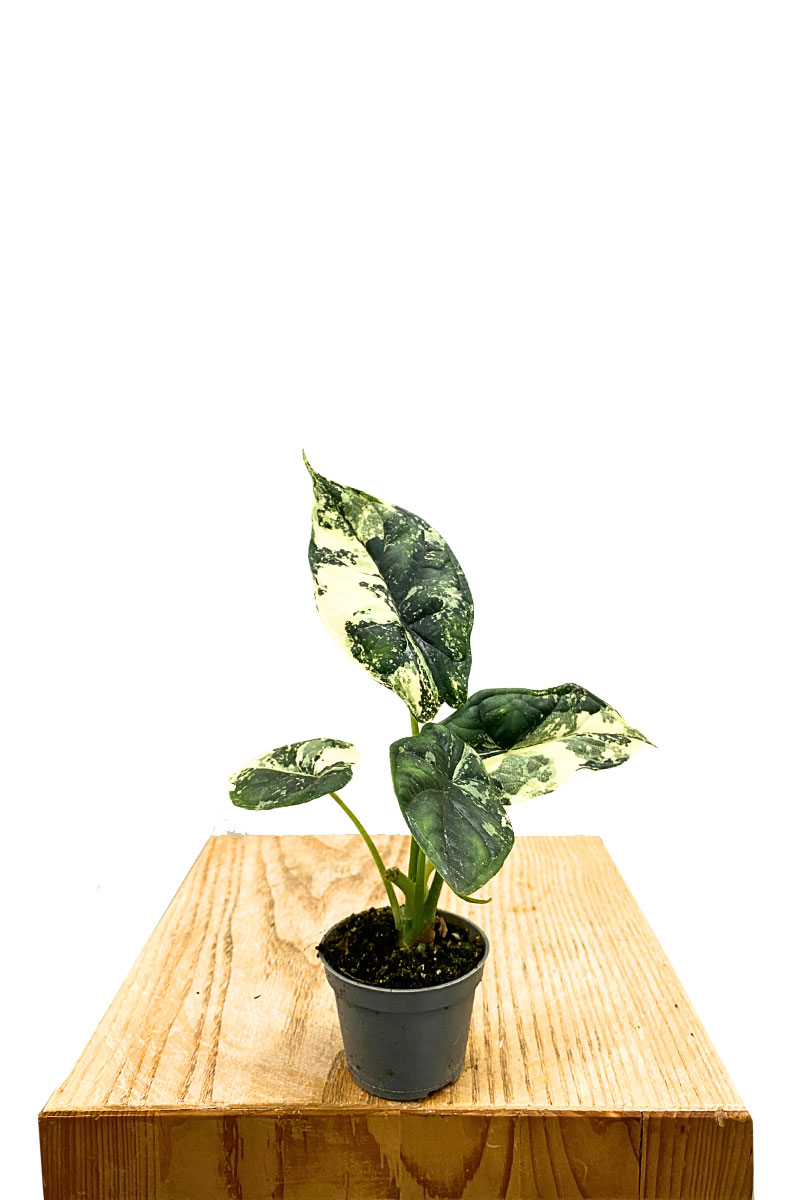 Baby Alocasia Dragon Scale Variegata