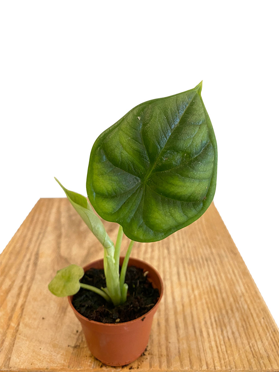 Baby Alocasia Dragon Scale Baby Alocasia Dragon Scale