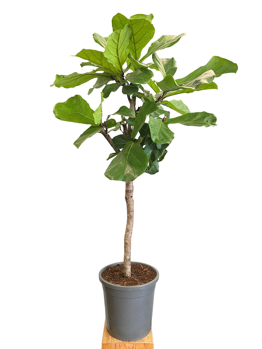 Geigenfeige Ficus lyrata Stamm