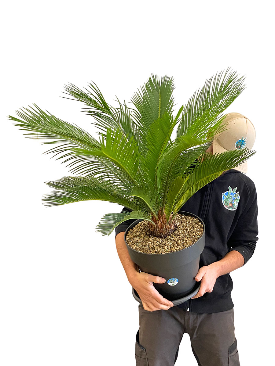 Palmfarn Cycas Revoluta