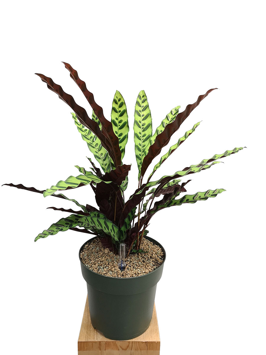 Calathea Lancifolia