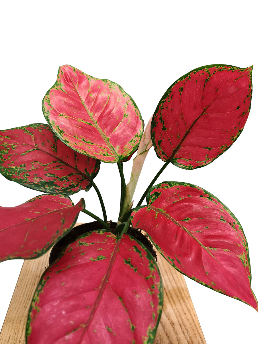 Aglaonema Red Joy