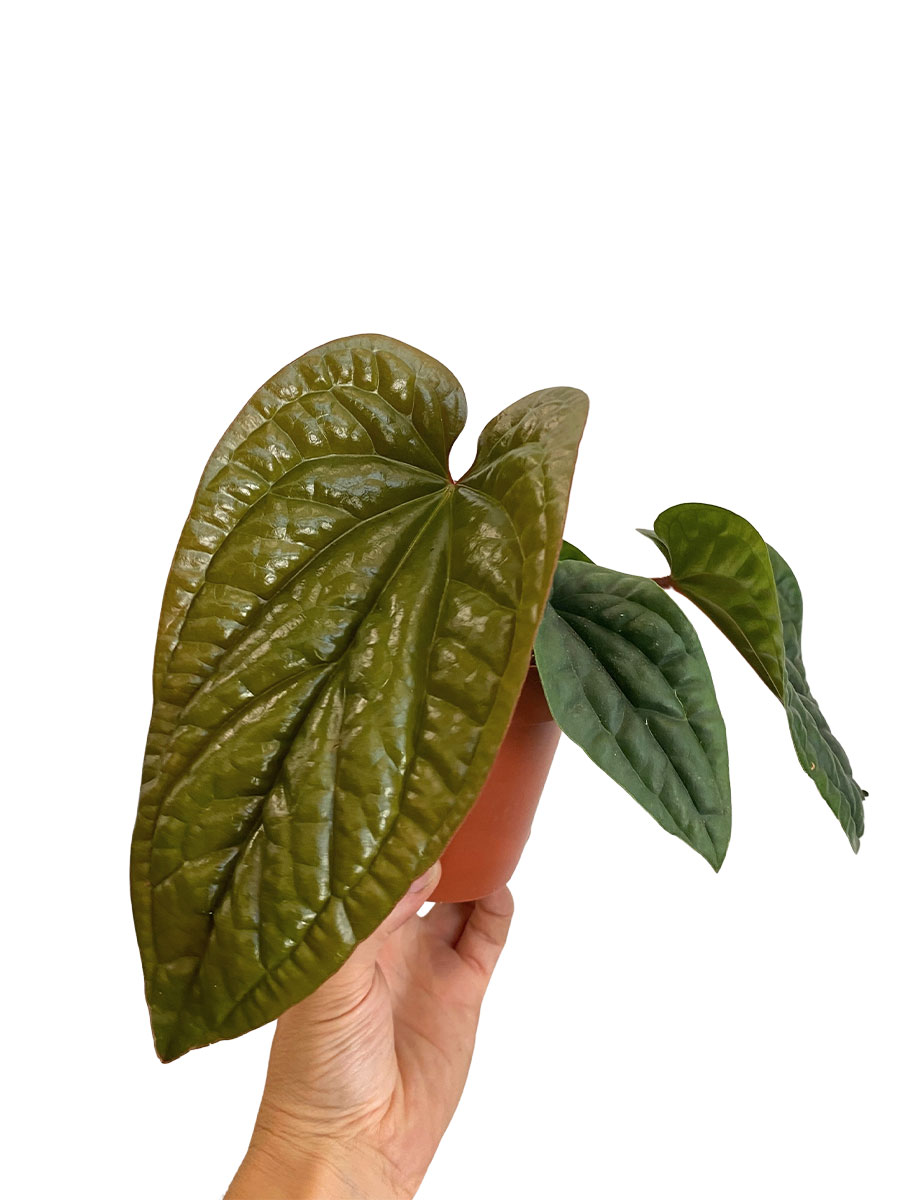 Anthurium Luxurians x Radicans - Ø12 cm