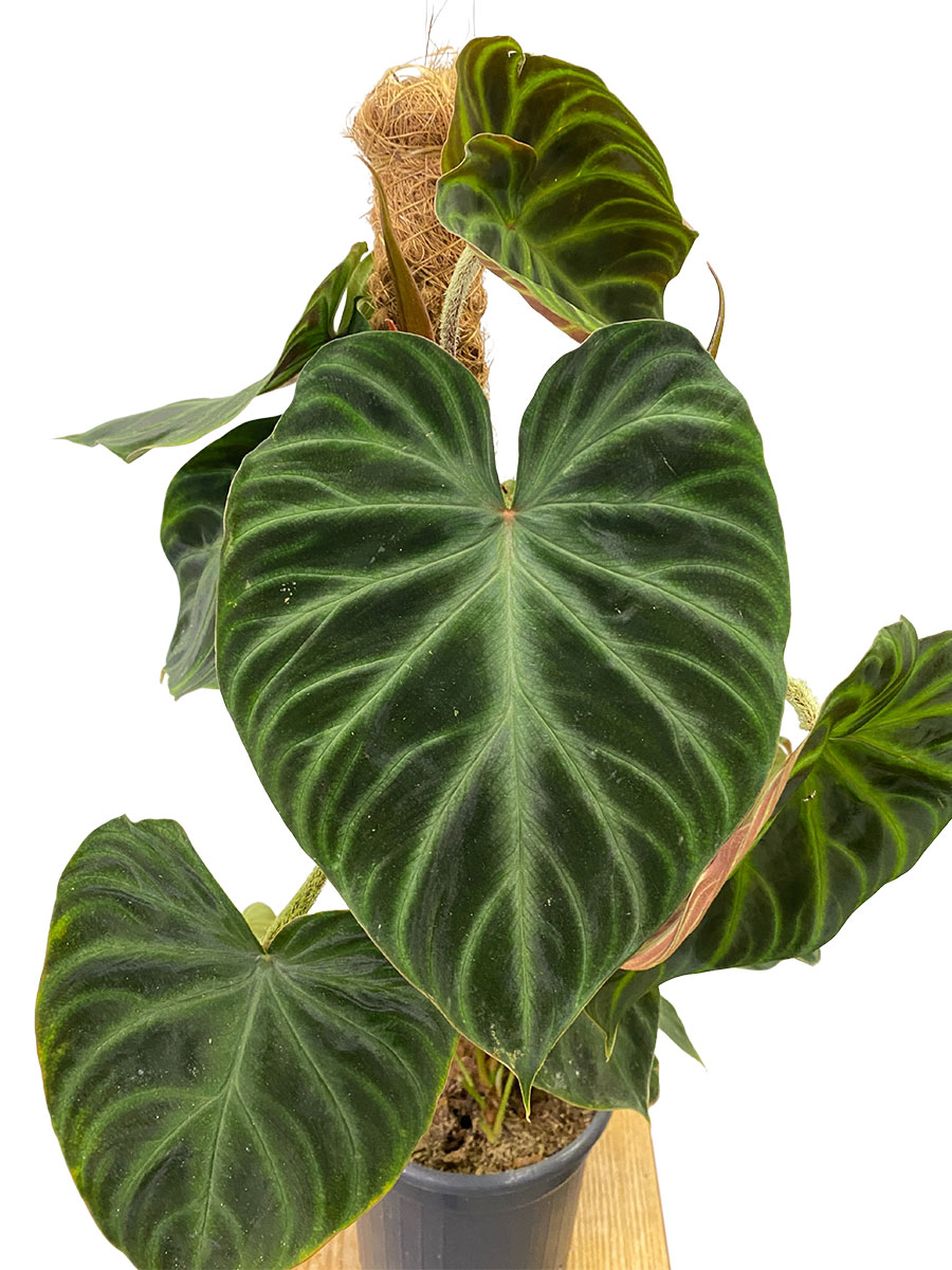 Philodendron Verrucosum Moosstab