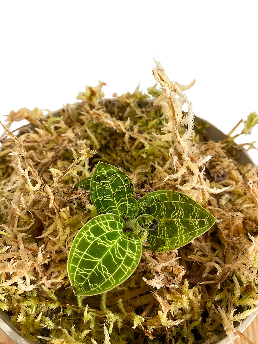 Juwelorchidee Macodes Petula Smaragd