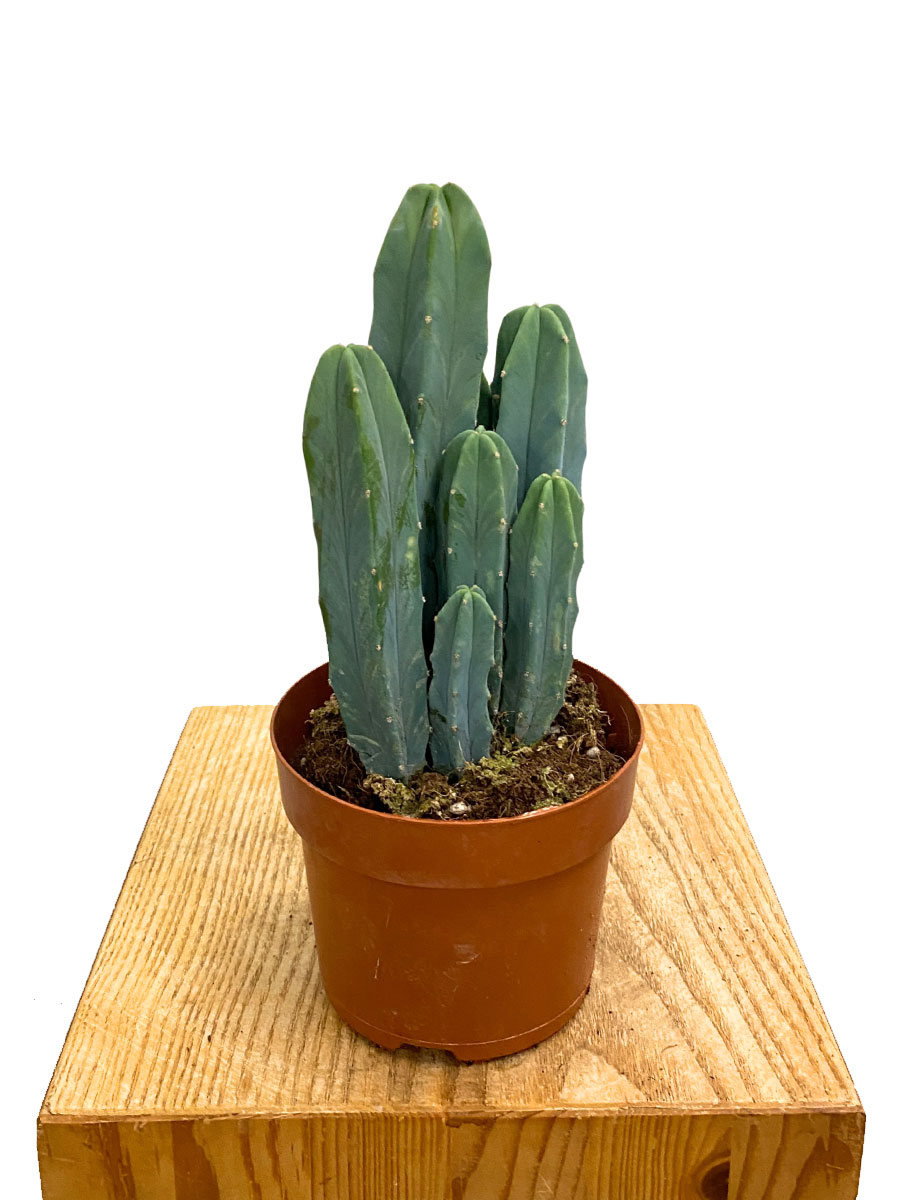 Myrtillocactus Geometrizans Myrtillocactus Geometrizans