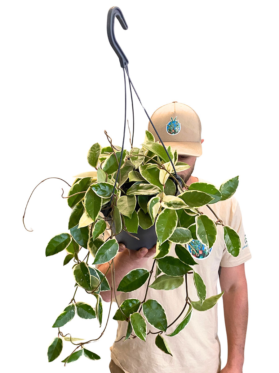 Hänger - Hoya Krimson Queen