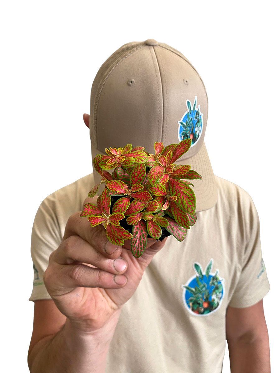 Fittonia Mosaic Skeleton